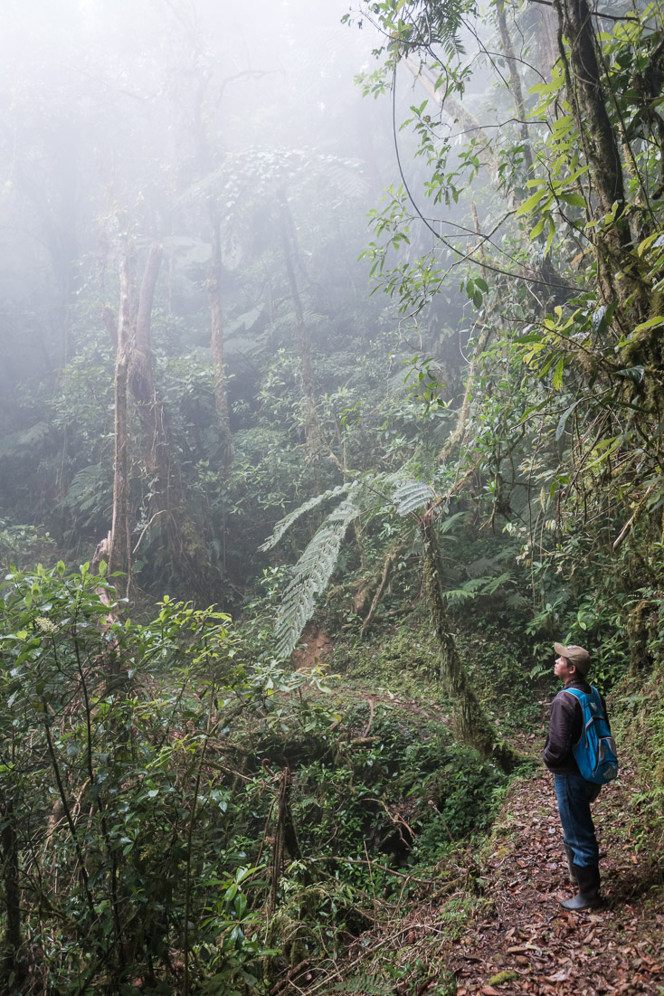 Searching the silhouettes of the canopy for something particular…