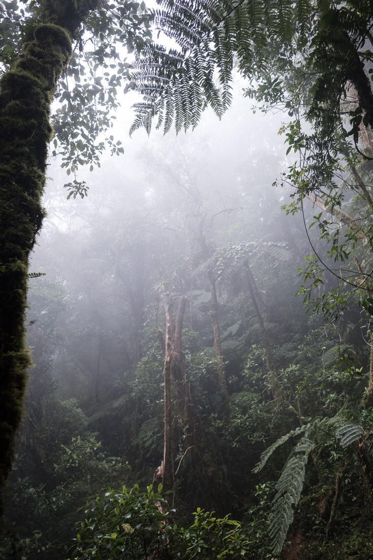 …while there is visual stillness, we can hear its calls…