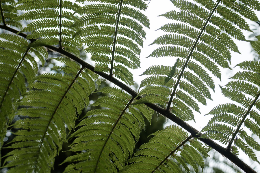 …repeating geometry provides camouflage for life silhouetted against the sky in the forest canopy…