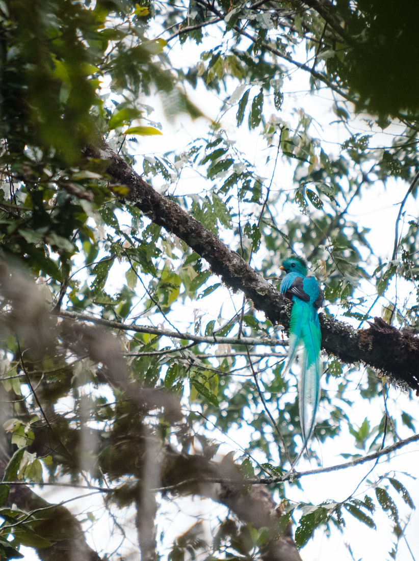 With a tail twice as long as its body, the male resplendent quetzal is unmistakably iconic.