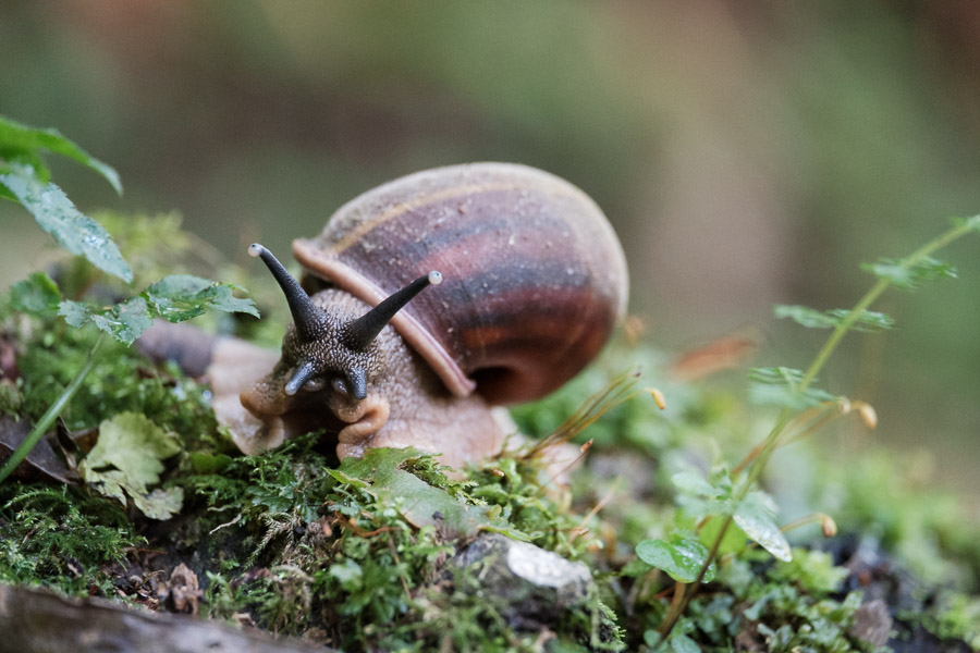 Critters of the forest floor: snails…