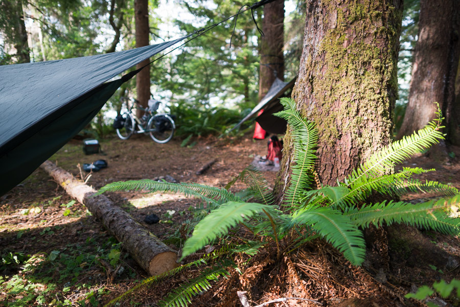 Finding ideal camping spots for our hammock tents is a breeze in the forests along the sheltered south shore of Graham Island.
