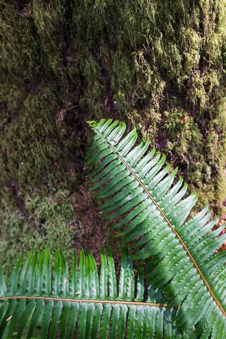 Ferns and giant redwoods alike reach up from the dense forest floor towards elusive sunlight.