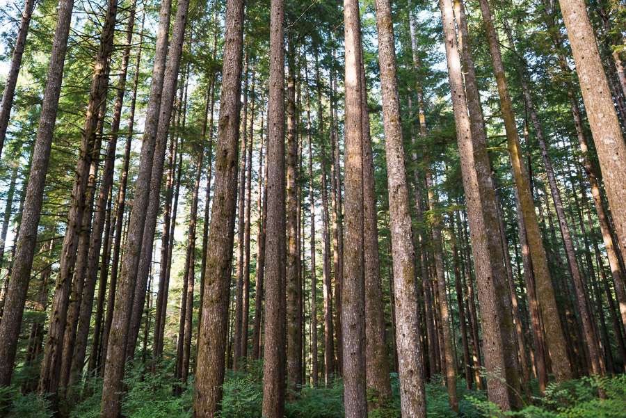 Almost all of the old growth forest had been previously harvested, but the second growth was doing well.