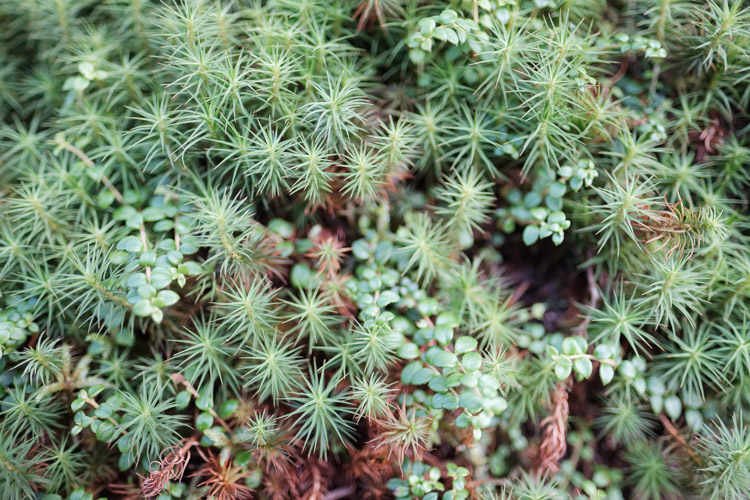 Looking down at the little details, the flora in Newfoundland bears a striking resemblance to that found further north on the Canadian tundra. Though at a significantly lower latitude here, the harsh environment yields a strikingly similar ecosystem.