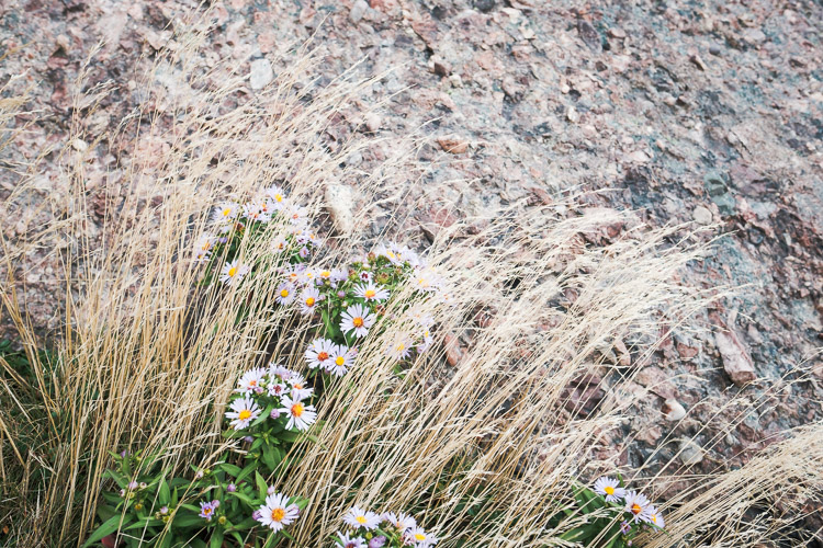 Late summer wildflowers find a place amidst the rocks.