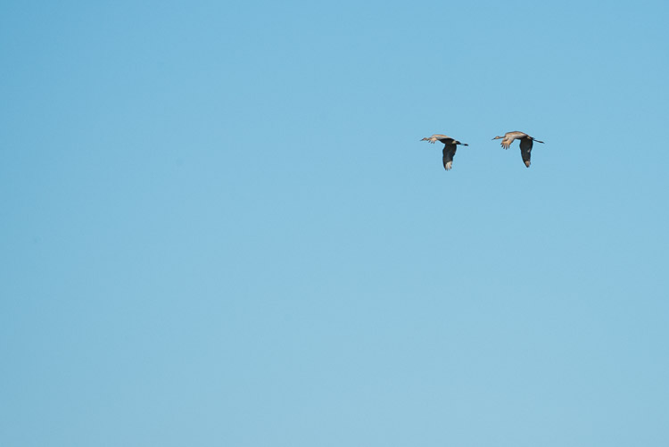 Sandhill cranes also arriving by air. Birders flock to Churchill to see the plentiful birds of the midnight sun.