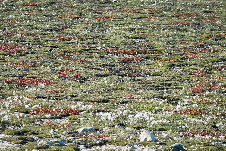 The colorful patterns of the tundra floor.