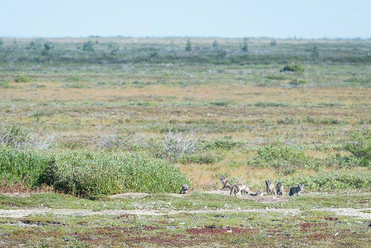 These arctic fox kits are a perfect example of camouflage. It would have been so easy to miss them, and I can only imagine how many other animals I didn&rsquo;t notice that quietly watched me pass them by. First, we spotted one little brown face watching us from the edge of the patch of brush on the left. Stopping to quietly watch from a distance (so as not to intrude) we watched more faces cautiously emerge one by one from the brush as they realized we were not a threat. Turns out, we had found an arctic fox den and, over the course of an hour, were lucky enough to watch eight little kits play in front of us until mama fox came home with a bird for dinner. She went on to teach them how to hunt with the dead bird before dinner proper.