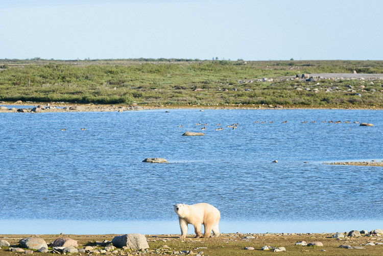 Portrait of a polar bear in summer.