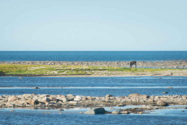 Near the coast of the Hudson Bay, a lone boreal caribou feeds. This photo is not the greatest, but it&rsquo;s worth sharing because this scene is quite a rarity. The previous year Jim, our guide, had seen just one caribou in the region&hellip;and that was at the tree line where expected, not near the ocean itself.