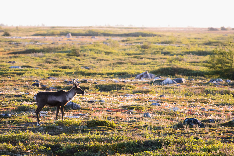 Against all odds we chanced upon a second boreal caribou on the tundra&hellip;