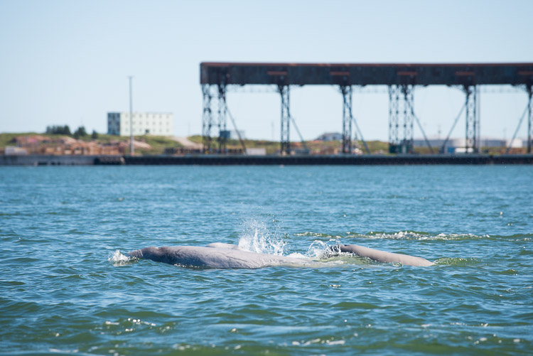 This particular location is a special place at this time of year; thousands of beluga whales gather here to calf in the safety of the Churchill River estuary. The darker whales are the young ones and the white whales are the adults. The calves keep very close to their mother as they swim; their movements synchronized to a mere beat behind their parents'.