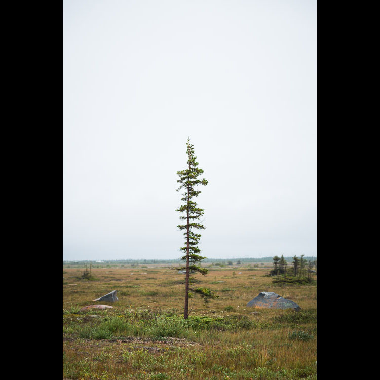 A lone pine. Harsh weather conditions make for a beautifully minimalist landscape.