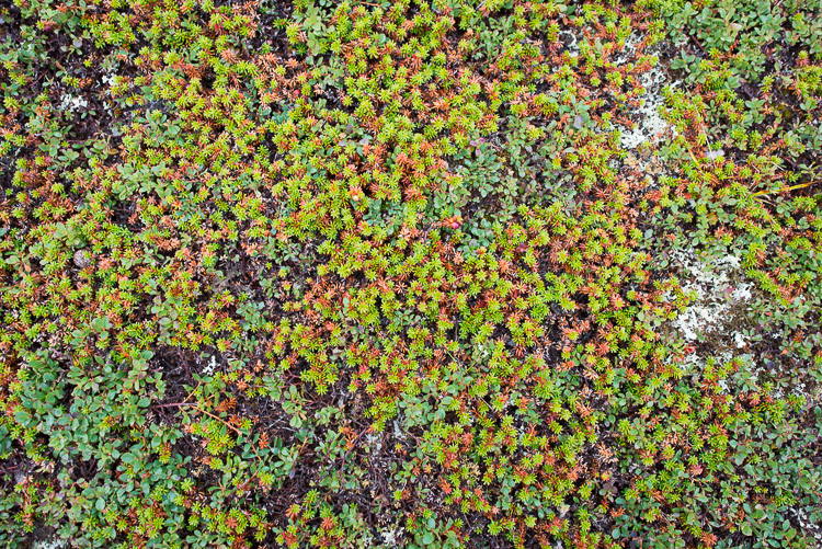 If you take the time to look closely, the tundra&rsquo;s carpet is full of life; the harsh conditions mean it exists on a more miniature scale.