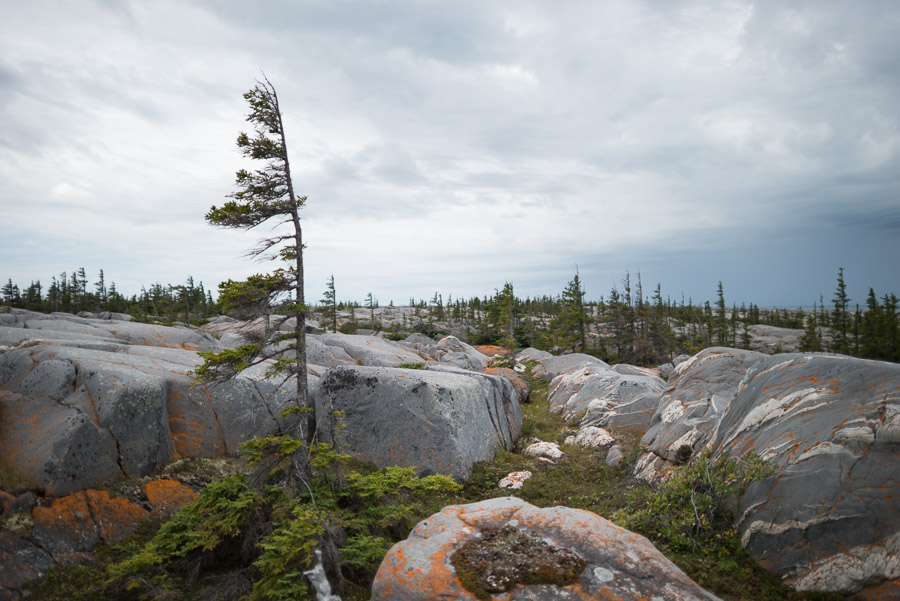 Windblown trees dot the Hudson Bay coast.