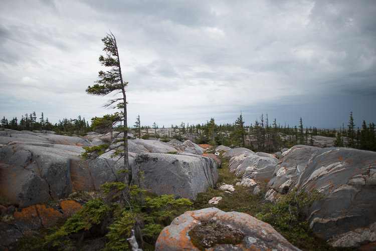 Windblown trees dot the Hudson Bay coast.