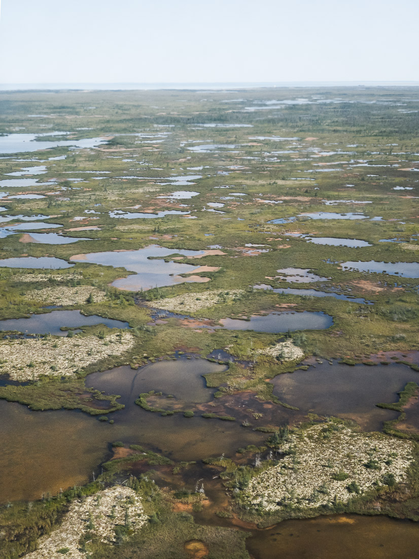 Taiga, tundra, and coast - these three ecosystems collide around the port town of Churchill, creating a special intersection of flora and fauna.