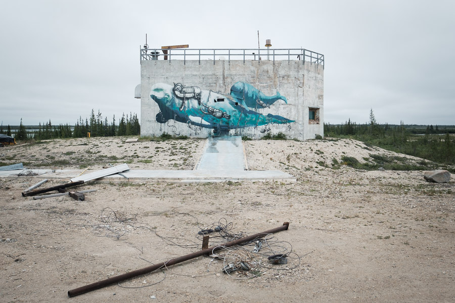 Painted belugas at the abandoned rocket range&hellip;