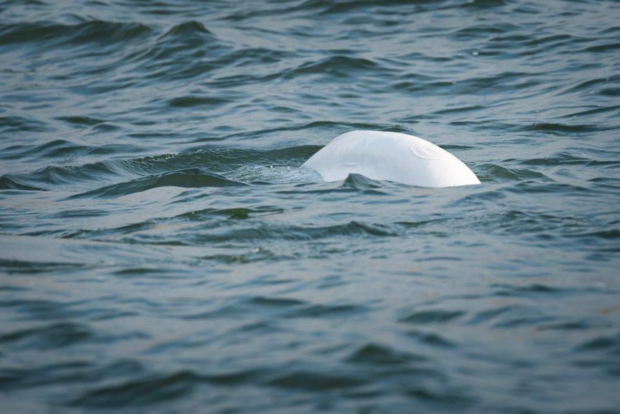 Distinctive scratch marks on the backs of belugas hint at the stories they&rsquo;ve lived.