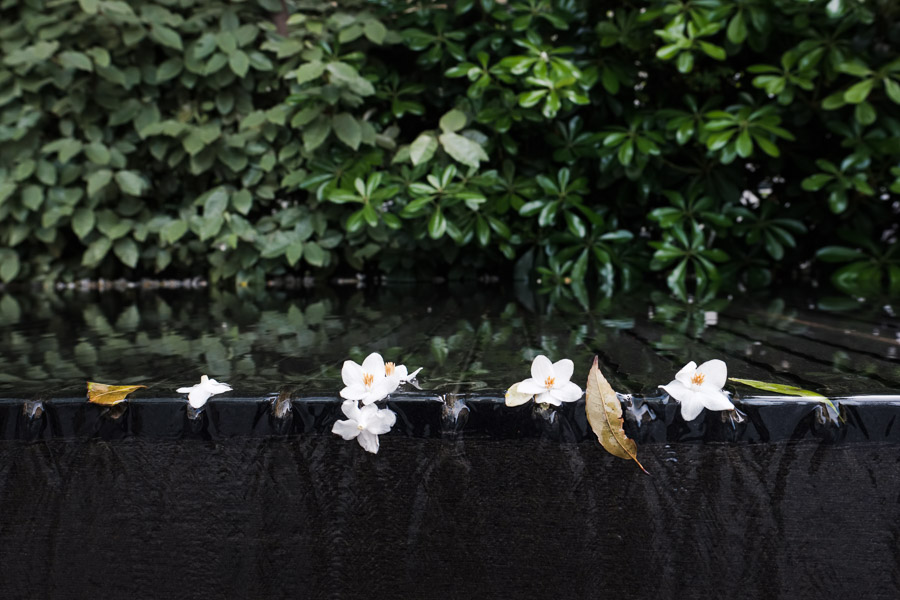 Fallen cherry blossoms gather at a fountain&rsquo;s formed edge.