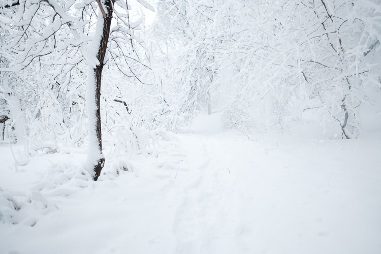 Whiteout on the trail.