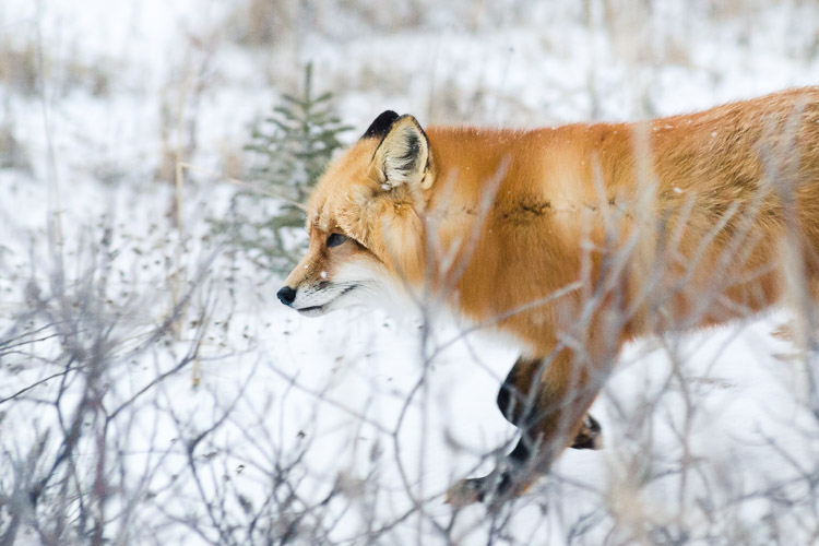 A red fox trotting through snow in profile, seen through a screen of bare winter branches