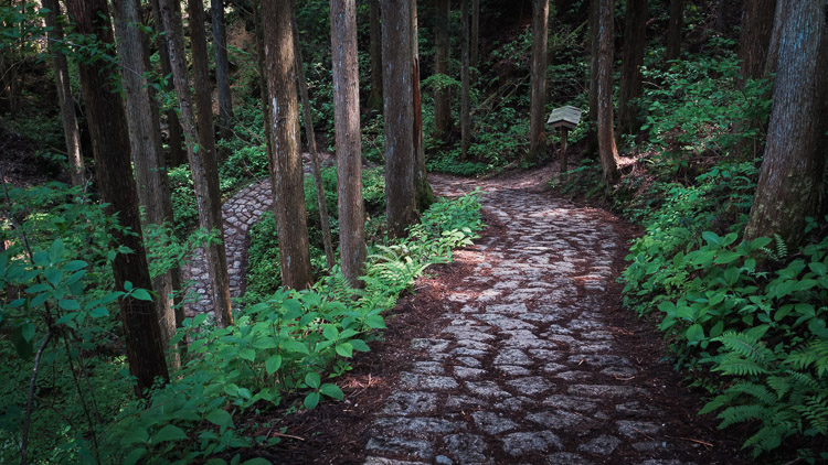 A mossy stone-paved path curving through a dark cedar forest thick with ferns on the Nakasendo trail