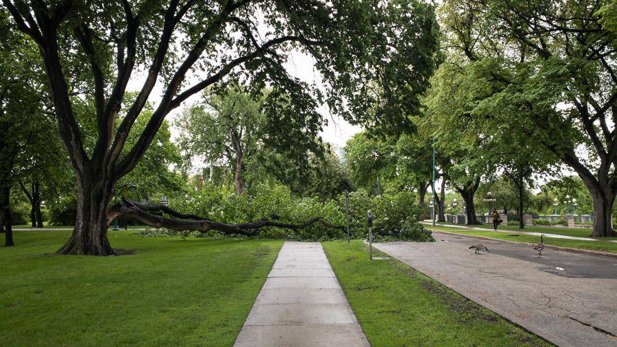 A large elm limb lies fallen across a park sidewalk, Canada geese wandering the adjacent street