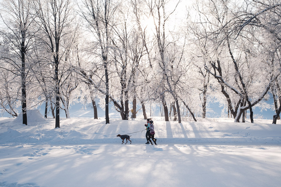 Two joggers and their dog crossing sparkling snow beneath a canopy of hoarfrost-covered trees backlit by the sun