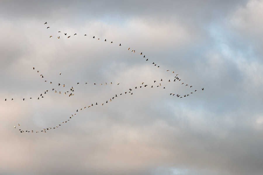 Loose vees of migrating geese specked across soft pink and grey evening clouds