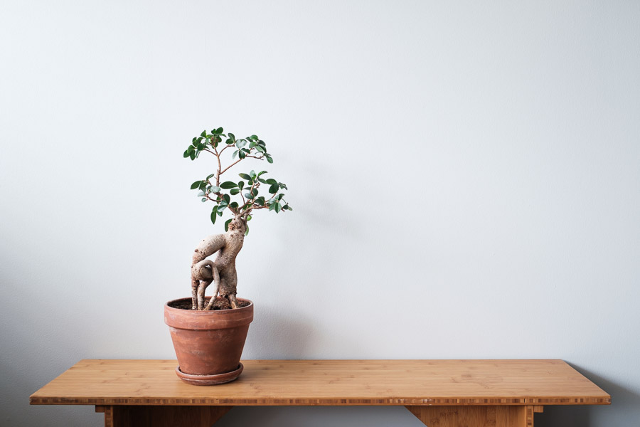 A gnarled ficus bonsai in a terracotta pot on a bamboo bench against a plain white wall
