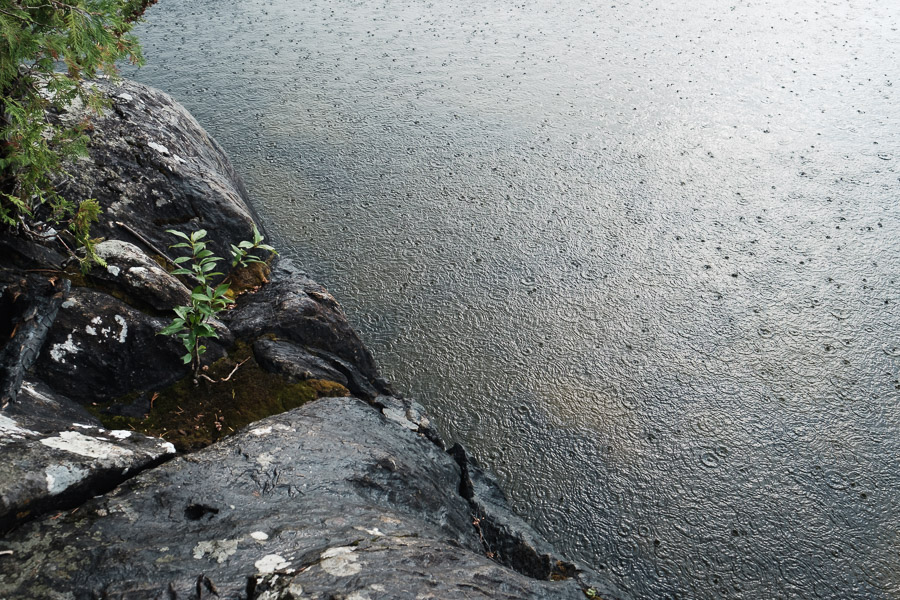 Raindrops stippling the surface of a lake beside a dark rocky shoreline where a small green sapling grows