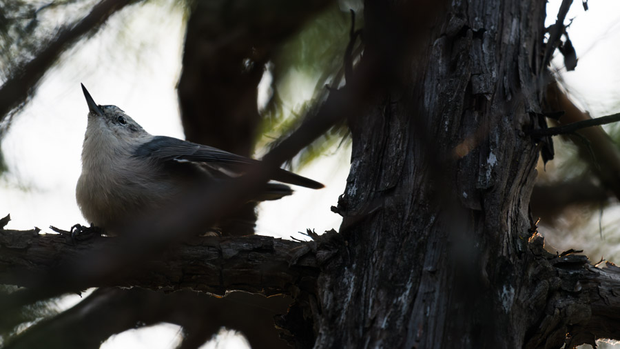A white-breasted nuthatch perched on a weathered branch, tilting its beak upward in dappled shade