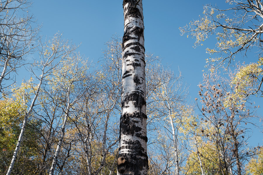 Looking up the black-and-white trunk of a birch tree into a canopy of yellowing autumn leaves and blue sky
