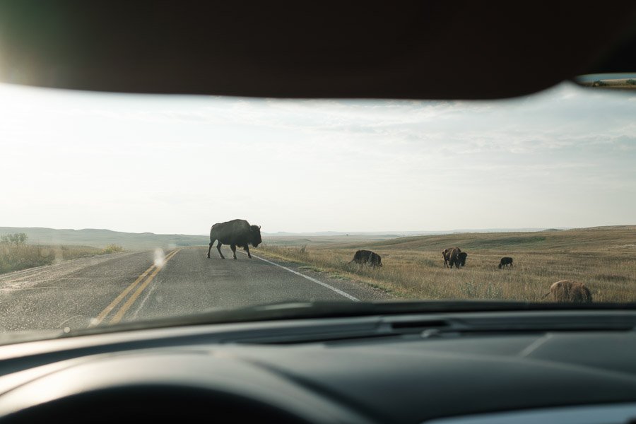 Seen through a windshield, a bison crosses the highway while the rest of the herd grazes the golden prairie beside the road