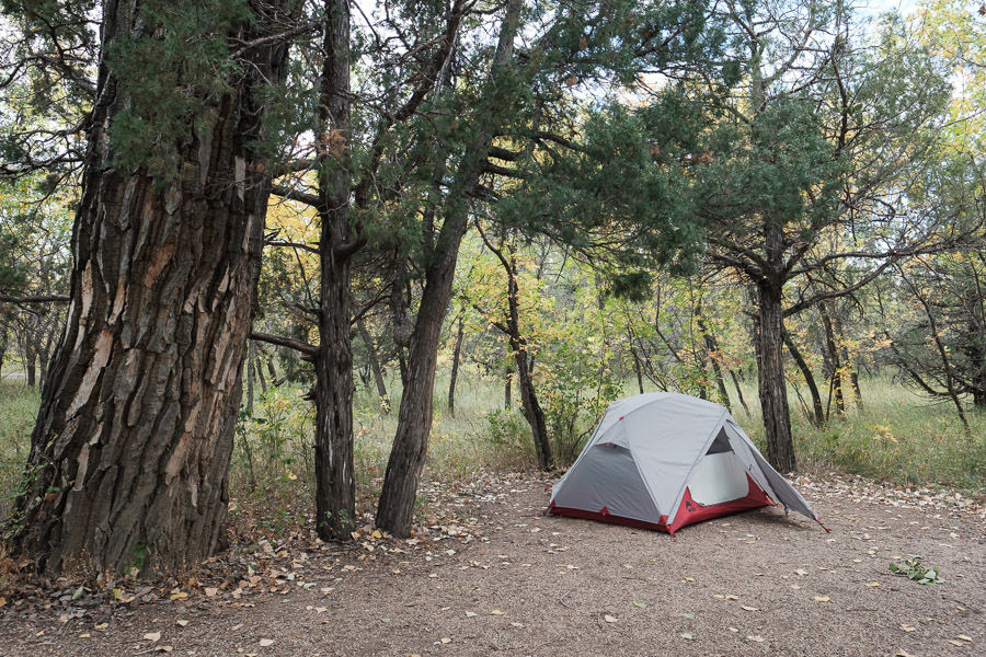 A grey dome tent pitched on bare ground beside a massive shaggy-barked juniper in a wooded campsite