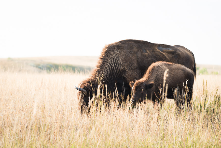 A bison and her calf grazing shoulder-deep in sun-bleached prairie grass
