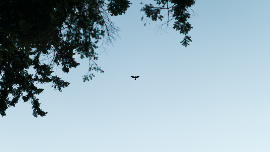 A single bird soaring high in a pale blue sky, framed by dark spruce boughs