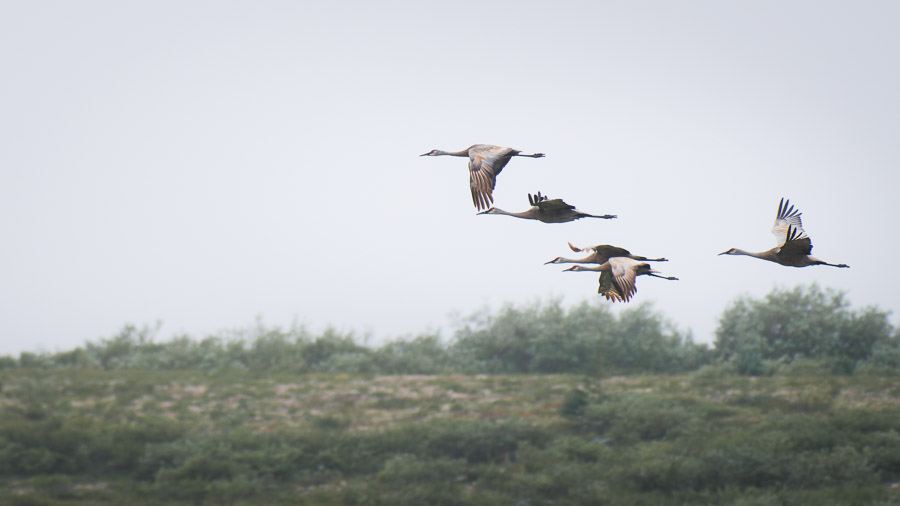 Five sandhill cranes flying low in loose formation over a misty ridge of green shrubs