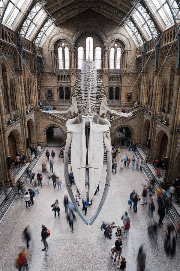 The blue whale skeleton suspended over Hintze Hall at London's Natural History Museum, visitors blurring across the mosaic floor below
