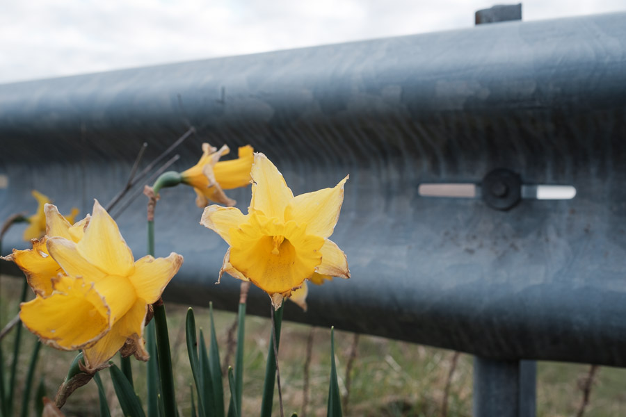 Yellow daffodils blooming against a galvanized roadside guardrail