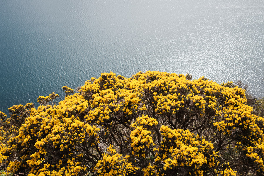 A mound of gorse in full yellow bloom above sun-sparkled sea water