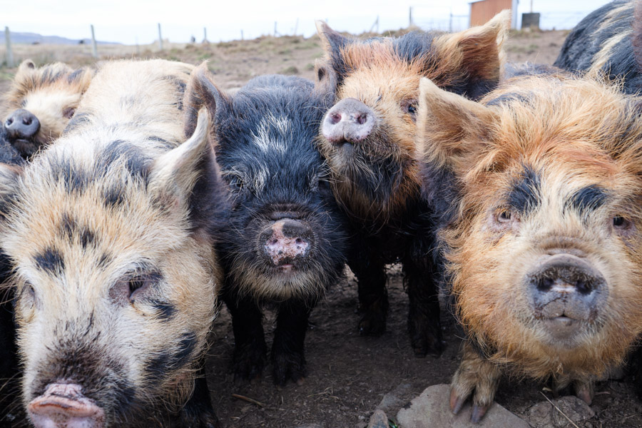 Four shaggy kunekune pigs crowding the camera with muddy snouts raised in greeting