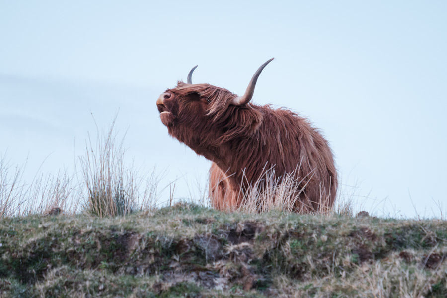 Ginger the highland cow stretching her shaggy neck forward mid-call on a grassy ridge at twilight