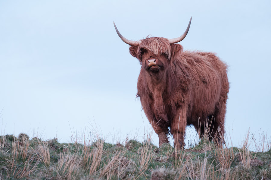 A long-horned highland cow facing the camera head-on, fringe covering her eyes