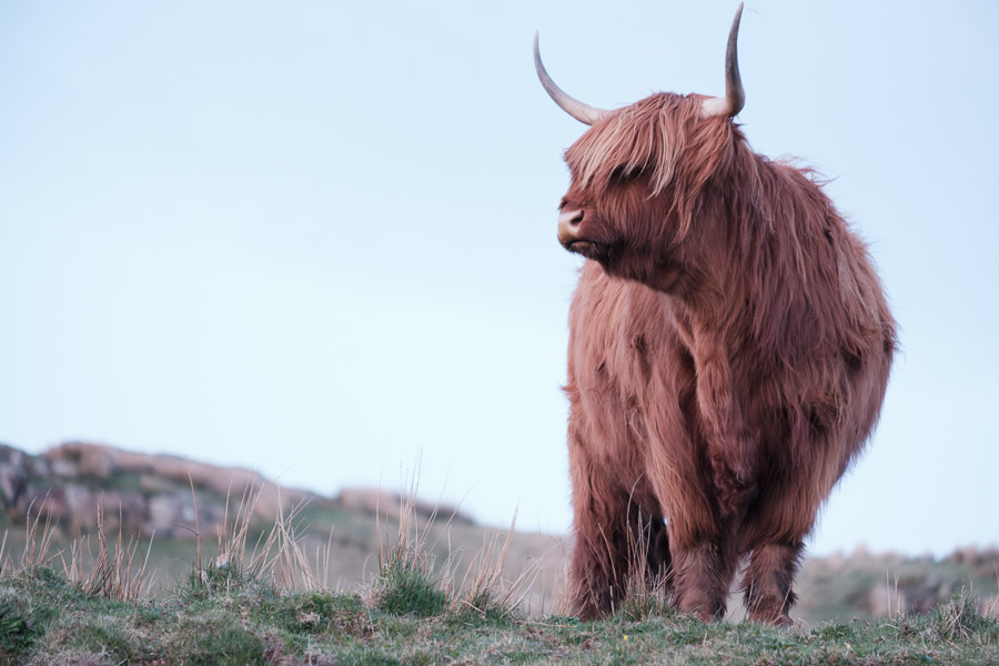 A highland cow in profile glancing to the side, russet coat blowing in the twilight breeze