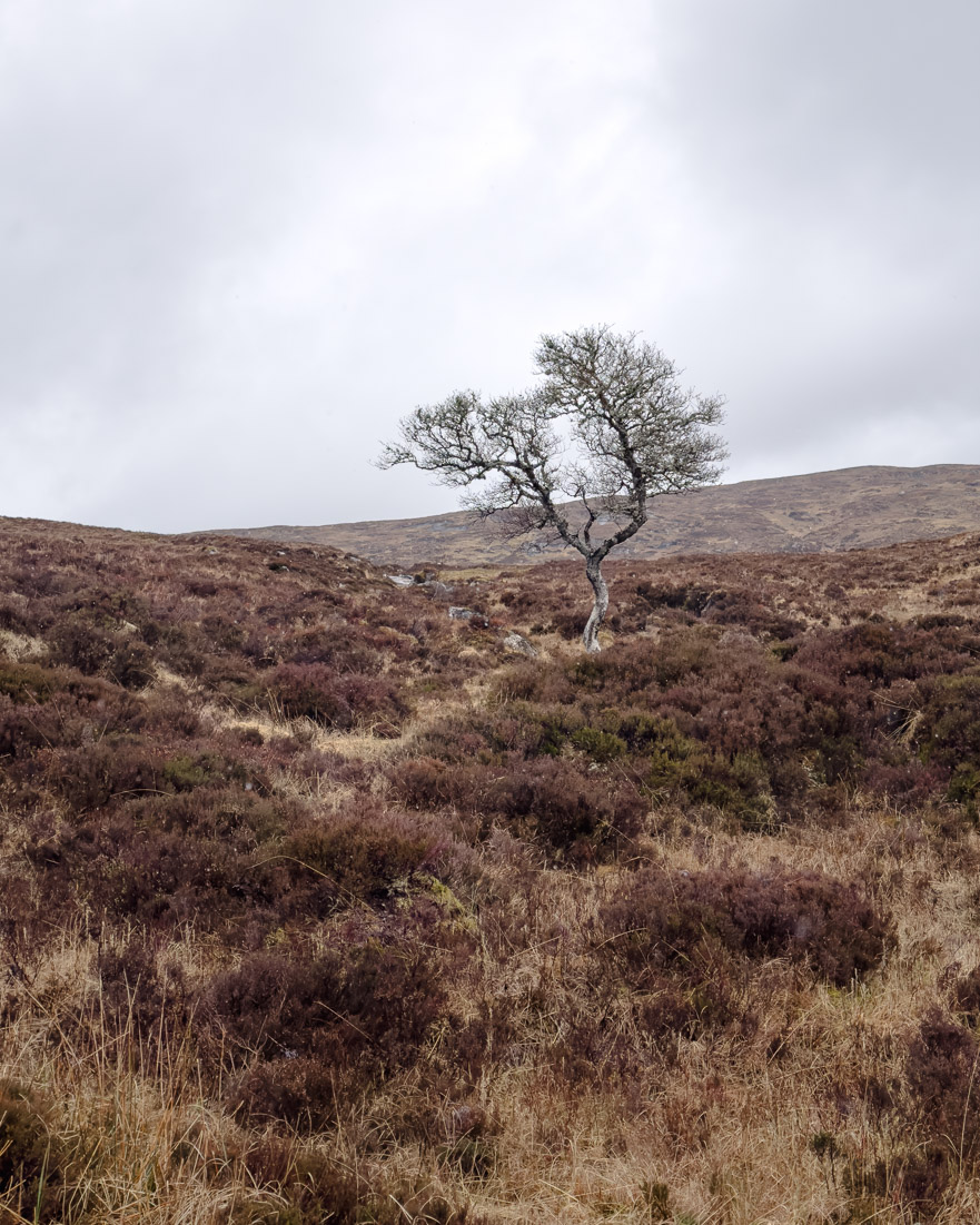 A solitary windswept tree standing among heather on an open moor under a pale sky