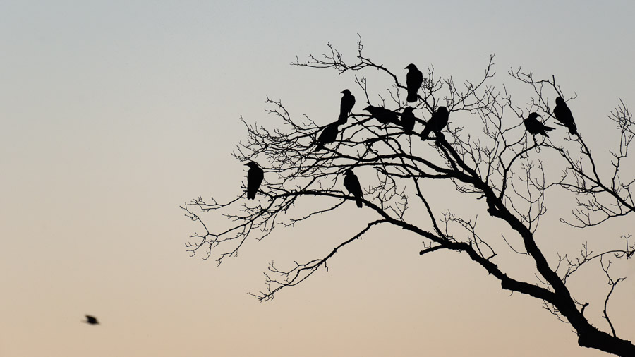 A dozen crows silhouetted in the bare branches of a tree against a peach-grey dusk sky as another flies in