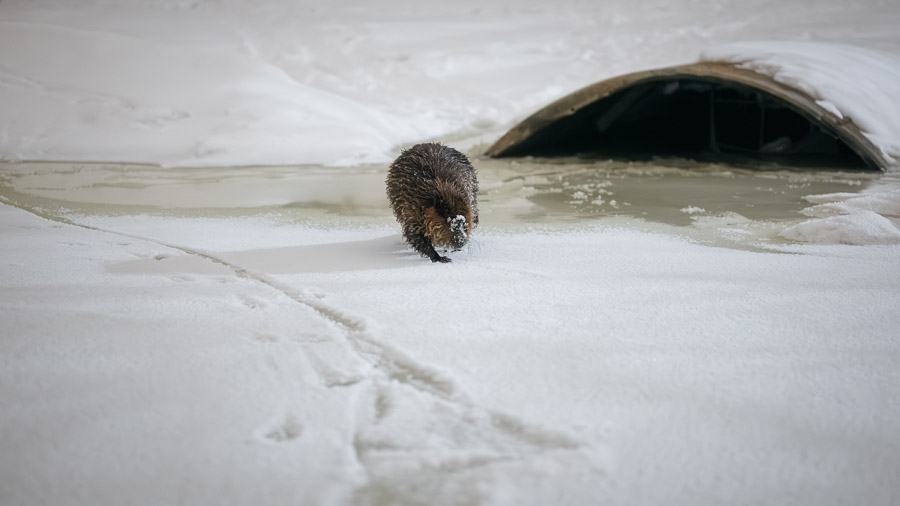 A beaver with a snow-dusted nose waddles out of a dark culvert onto the river ice, dragging a track behind it